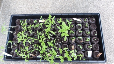 Seedlings ready to transplant